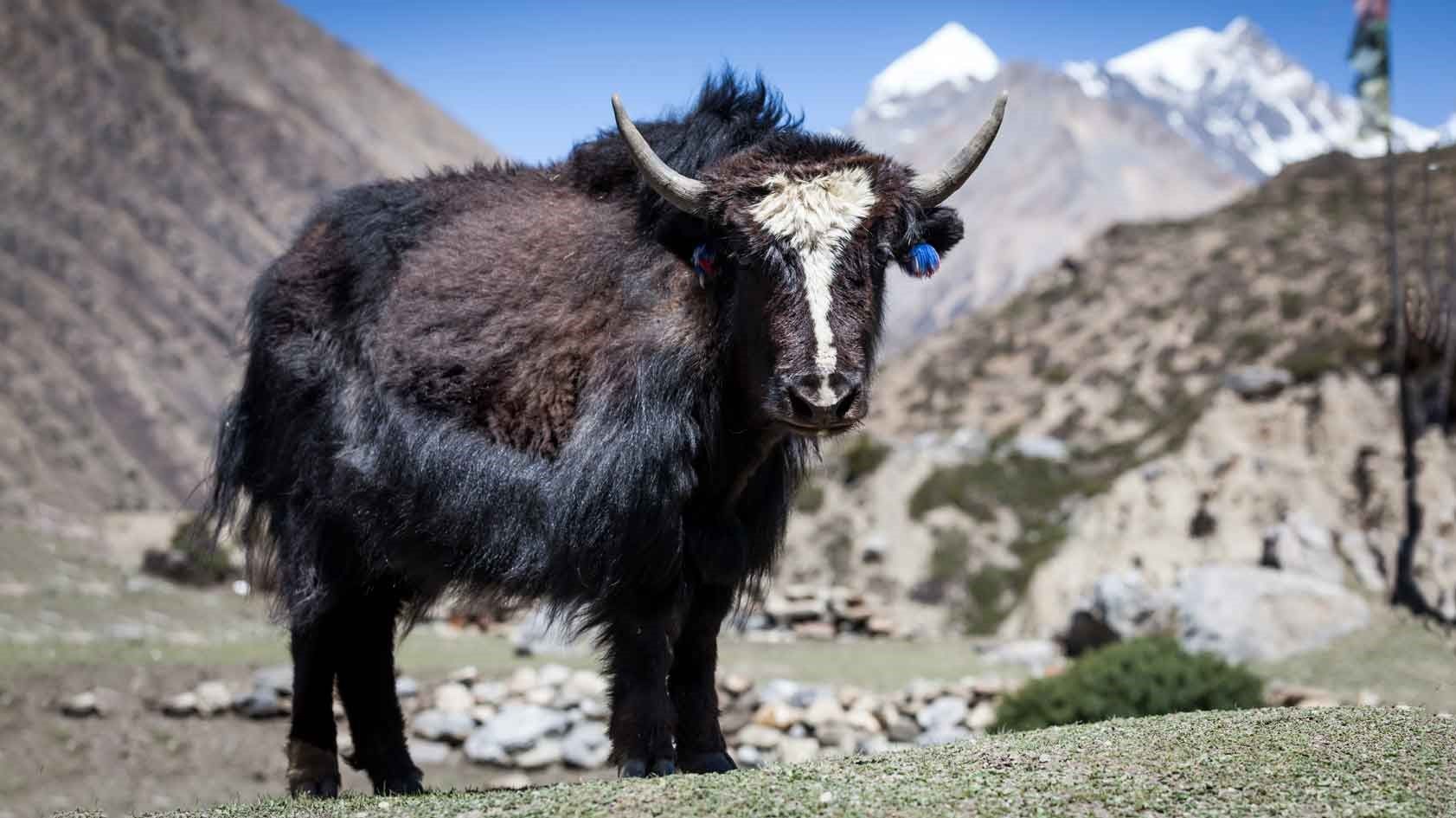 yak in mt field